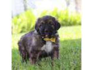 Leonberger Puppy for sale in Baltic, OH, USA