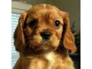 Cavalier King Charles Spaniel Puppy for sale in Rockwall, TX, USA