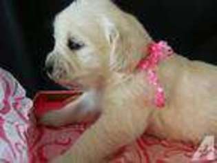 Golden Retriever Puppy for sale in HACKETTSTOWN, NJ, USA