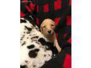 Goldendoodle Puppy for sale in Winnsboro, TX, USA