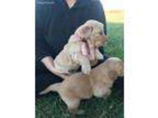 Golden Retriever Puppy for sale in Berryton, KS, USA