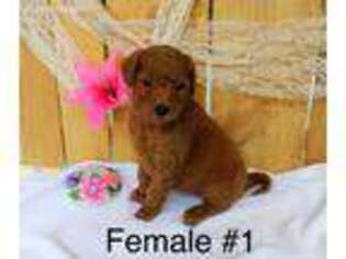 Goldendoodle Puppy for sale in Greenville, MI, USA