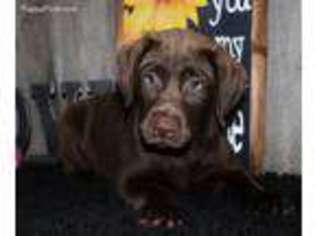 Labrador Retriever Puppy for sale in Koshkonong, MO, USA