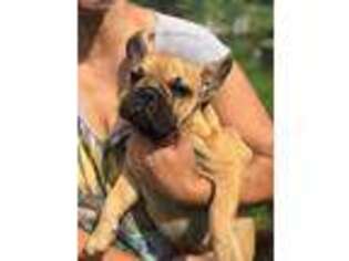 French Bulldog Puppy for sale in Kingston, PA, USA