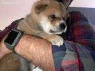 Shiba Inu Puppy for sale in Myrtle Beach, SC, USA