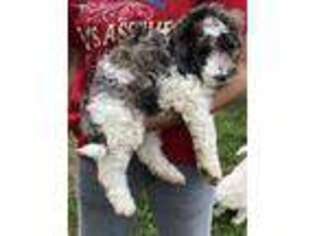 Labradoodle Puppy for sale in Cat Spring, TX, USA