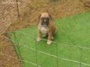 Boxer Puppy for sale in Bastrop, TX, USA