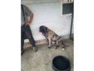 Mastiff Puppy for sale in Carbondale, IL, USA