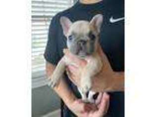 French Bulldog Puppy for sale in Gretna, LA, USA