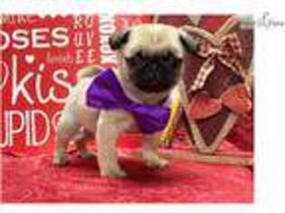 Pug Puppy for sale in Lancaster, PA, USA