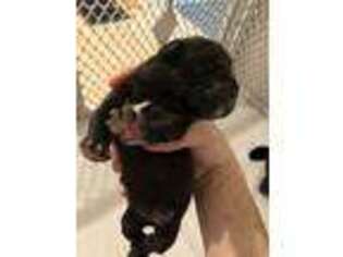 Cane Corso Puppy for sale in Lafayette, IN, USA
