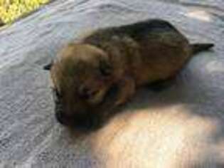 German Shepherd Dog Puppy for sale in Gretna, VA, USA
