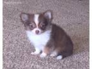 Chihuahua Puppy for sale in Glenford, OH, USA