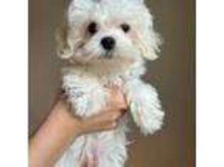 Maltese Puppy for sale in Sarasota, FL, USA