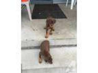 Doberman Pinscher Puppy for sale in SAGINAW, MI, USA