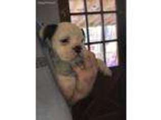 Bulldog Puppy for sale in Altoona, KS, USA