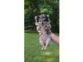 Pomeranian Puppy for sale in Russellville, KY, USA