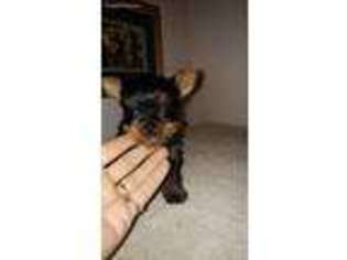 Yorkshire Terrier Puppy for sale in Stanhope, IA, USA