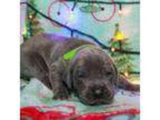 Great Dane Puppy for sale in Brighton, TN, USA