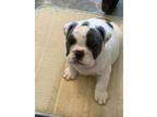 Bulldog Puppy for sale in Porum, OK, USA