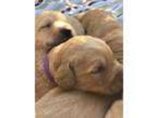 Labradoodle Puppy for sale in Mineral Wells, WV, USA