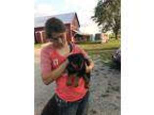 Rottweiler Puppy for sale in Defiance, OH, USA