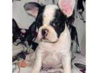 French Bulldog Puppy for sale in Albuquerque, NM, USA