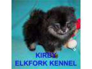Pomeranian Puppy for sale in Paris, MO, USA