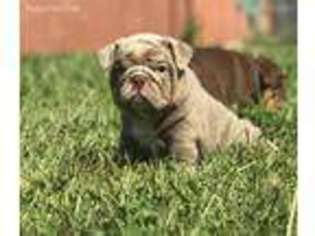 Bulldog Puppy for sale in Boonville, IN, USA