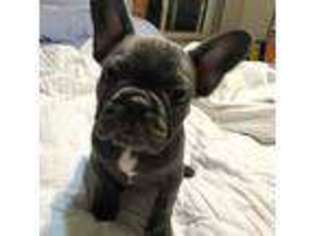 French Bulldog Puppy for sale in Gardiner, MT, USA