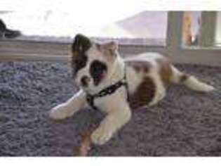 Akita Puppy for sale in Denver, CO, USA