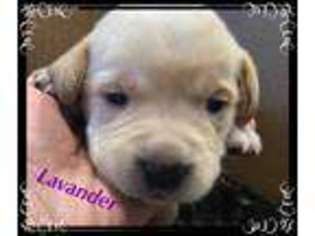 Labrador Retriever Puppy for sale in Churchville, VA, USA