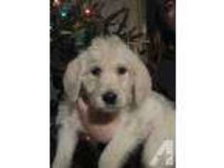 Labradoodle Puppy for sale in CONCORD, NH, USA