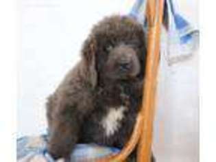 Newfoundland Puppy for sale in Baltic, OH, USA