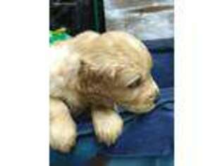 Golden Retriever Puppy for sale in Beavercreek, OR, USA