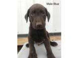 Labrador Retriever Puppy for sale in Champaign, IL, USA