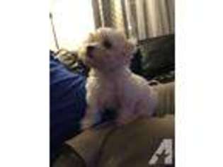 Maltese Puppy for sale in NORWALK, CT, USA