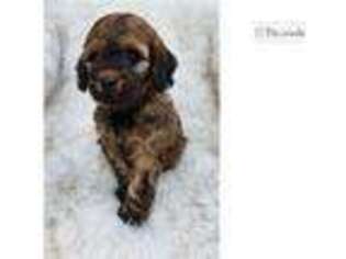 Labradoodle Puppy for sale in Austin, TX, USA