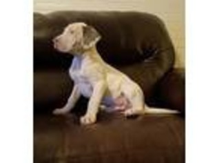 Great Dane Puppy for sale in Chauncey, GA, USA