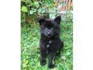 Pomeranian Puppy for sale in Portland, OR, USA