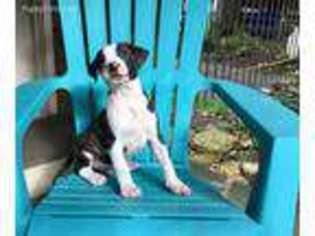 American Bulldog Puppy for sale in Quarryville, PA, USA