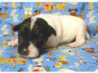 Jack Russell Terrier Puppy for sale in Albany, OR, USA