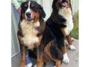 Bernese Mountain Dog Puppy for sale in Morris, OK, USA