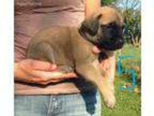 Mastiff Puppy for sale in Bradford, OH, USA