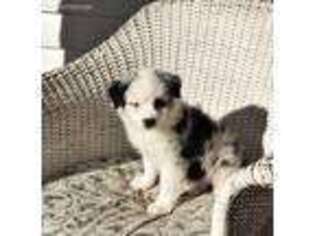 Miniature Australian Shepherd Puppy for sale in Griffin, GA, USA