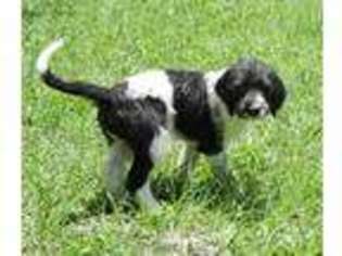 Labradoodle Puppy for sale in Chiefland, FL, USA