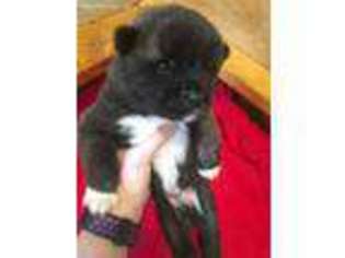 Akita Puppy for sale in Berlin, MD, USA
