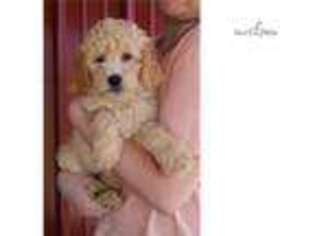 Goldendoodle Puppy for sale in Joplin, MO, USA