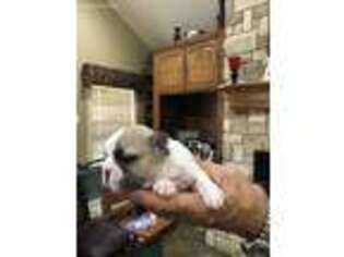 French Bulldog Puppy for sale in Teague, TX, USA