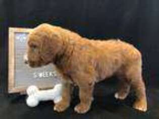 Goldendoodle Puppy for sale in Gilbert, SC, USA